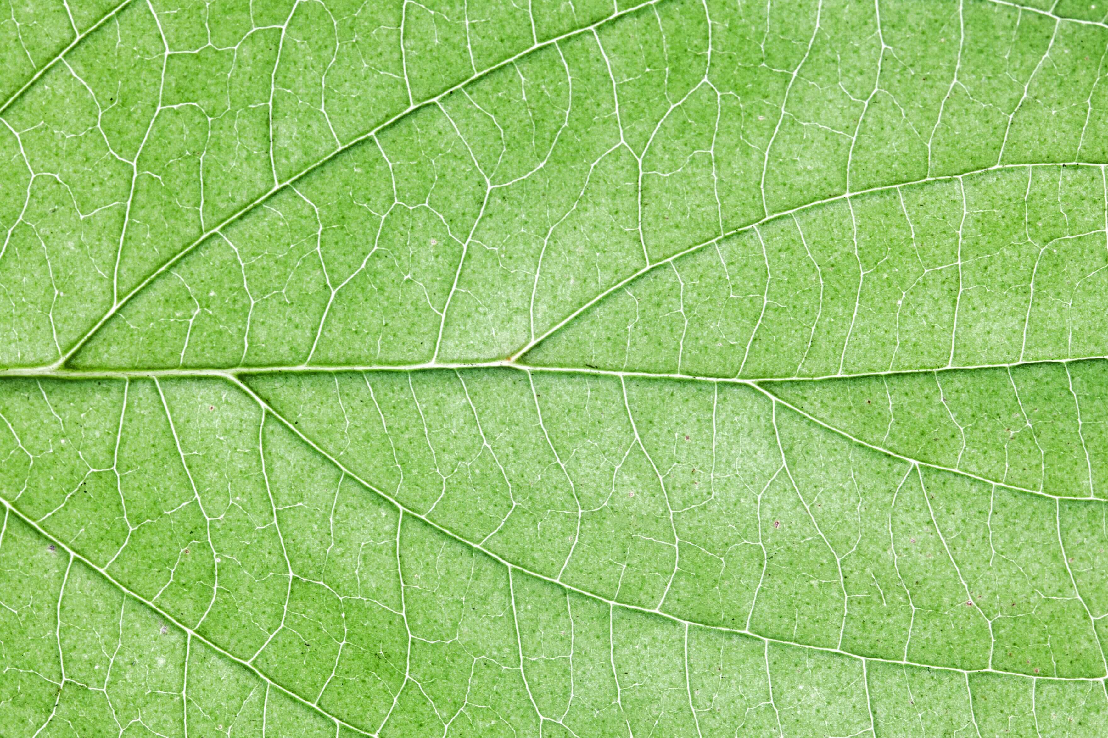 Texture de feuille d'arbre
