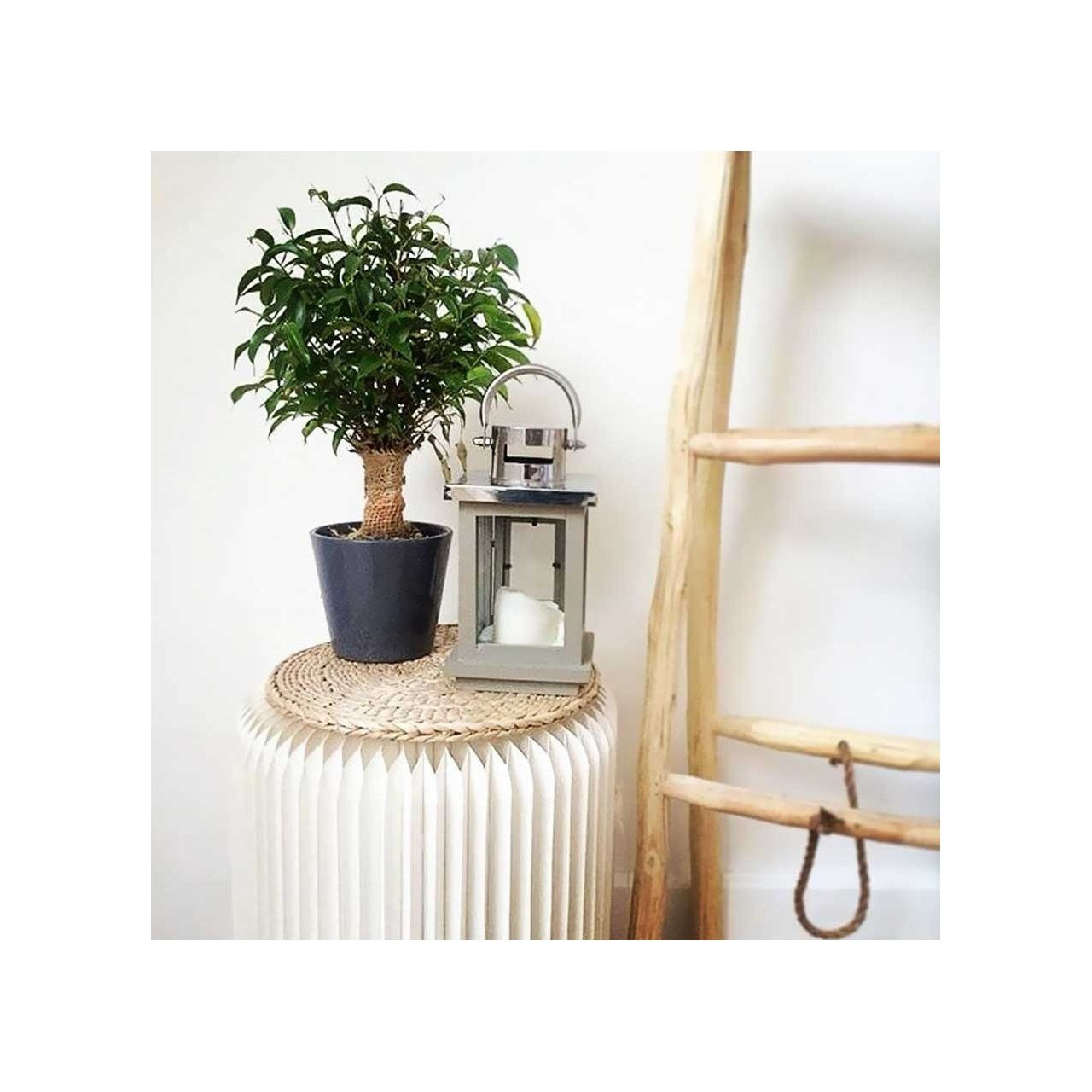 Le tabouret pliable blanc en décoration avec une plante